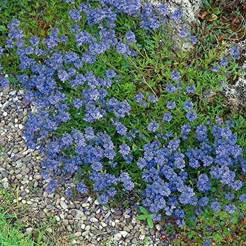 Outsidepride 500 Seeds Perennial Veronica Creeping Speedwell Ground Cover Seeds for Planting Outsidepride 500 Seeds Perennial Veronica Creeping Speedwell Ground Cover Seeds for Planting