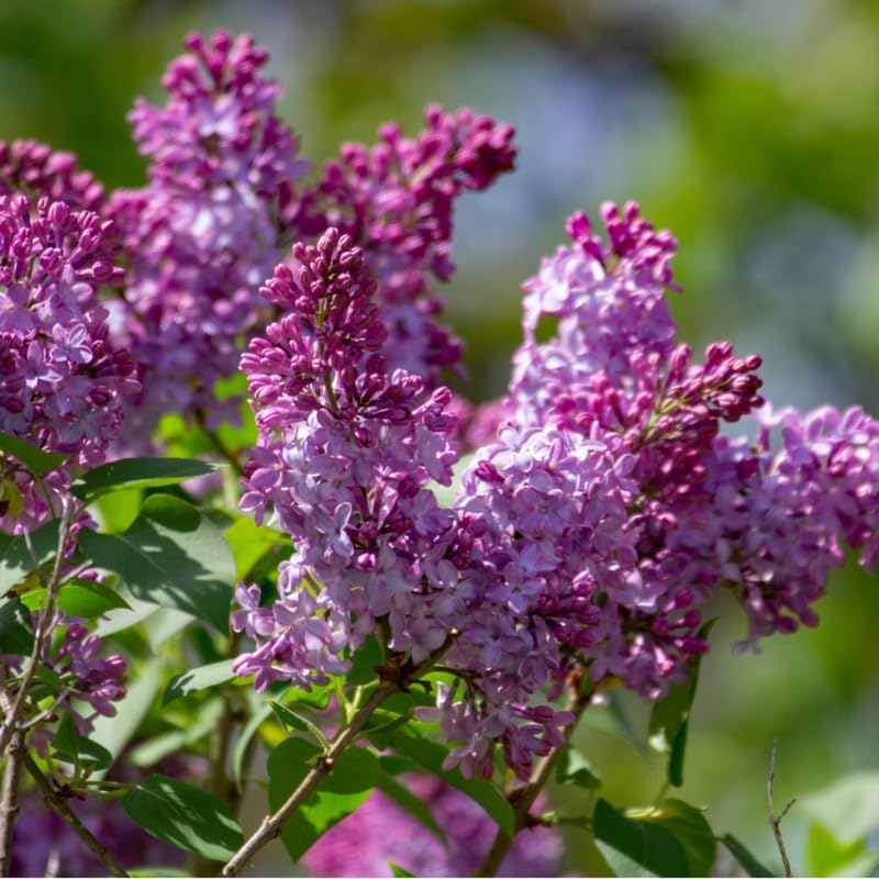 Old Fashion Lilac Plant Live for Planting, in Pot, Purple Lilac Bush Live Plant, 20 to 30 Inches Height, Fragrant Flowers to Grow, Fully Rooted with Soil