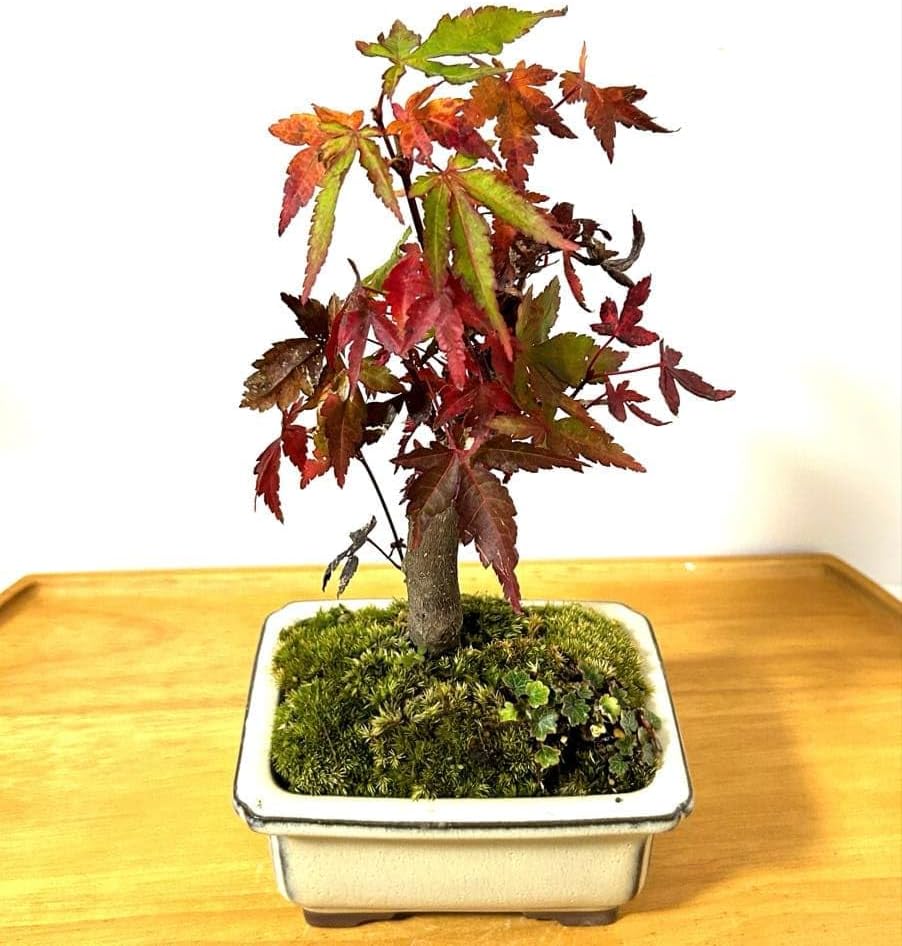 梅の開花 - BONSAIちえ 盆栽 今が旬 花梅 梅 思いのままに9号鉢 極上