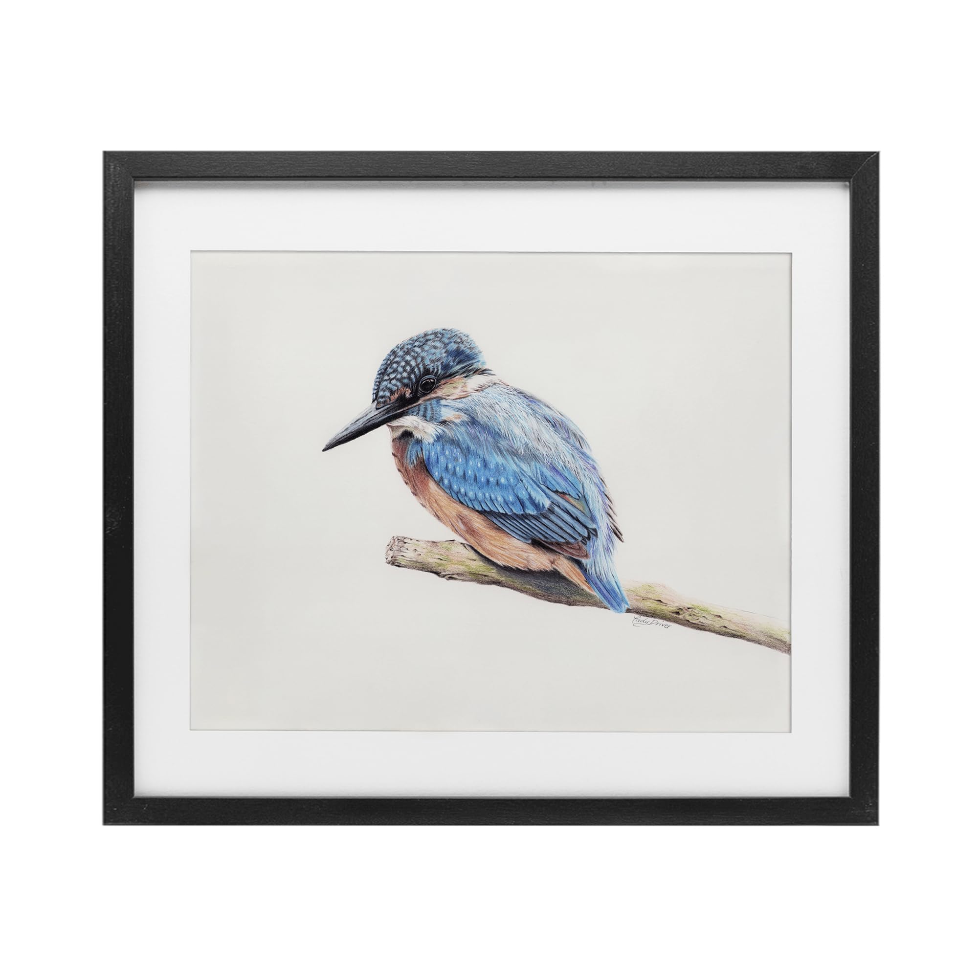 Stupell Industries Vibrant Kingfisher on Branch Black Framed Print Under Glass, design by Cady Driver, 17 x 21