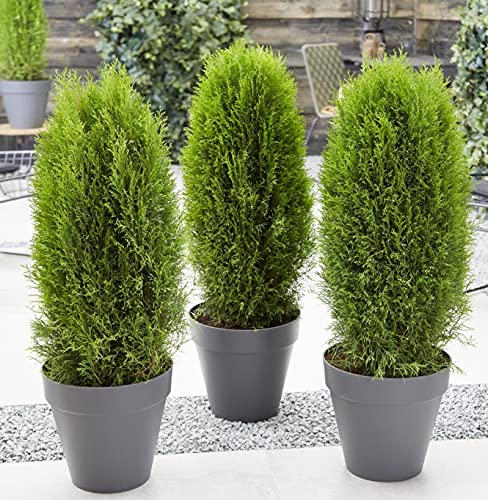 Planthub Thuja Seeds, Golden Thuja, Morpankhi, Thuja occidentalis Pack of 40 Seeds (B091MVDH8D) Amazon Price History, Amazon Price Tracker