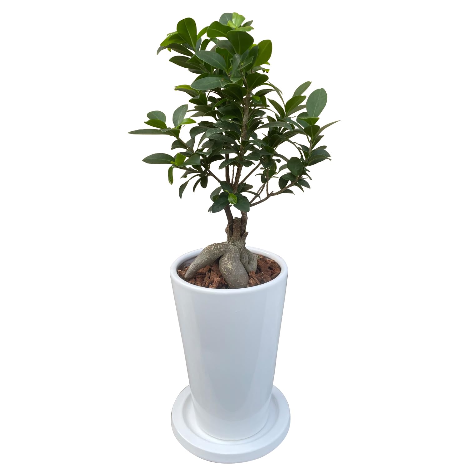 Amazon｜花のギフト社 ガジュマル ガジュマルの木 観葉植物 本物