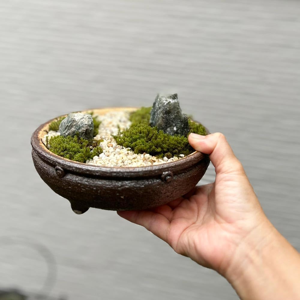Amazon.co.jp: 小さな世界で雄大な景色を【苔盆栽（信楽焼鉢）】 : DIY
