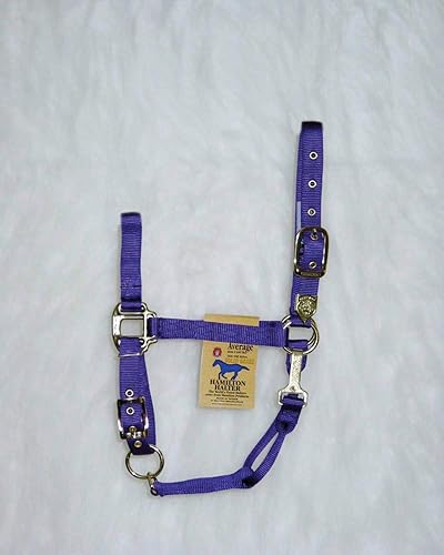 Hamilton Halter de nailon de 1 pulgada con barbilla ajustable, color morado, tamaño promedio