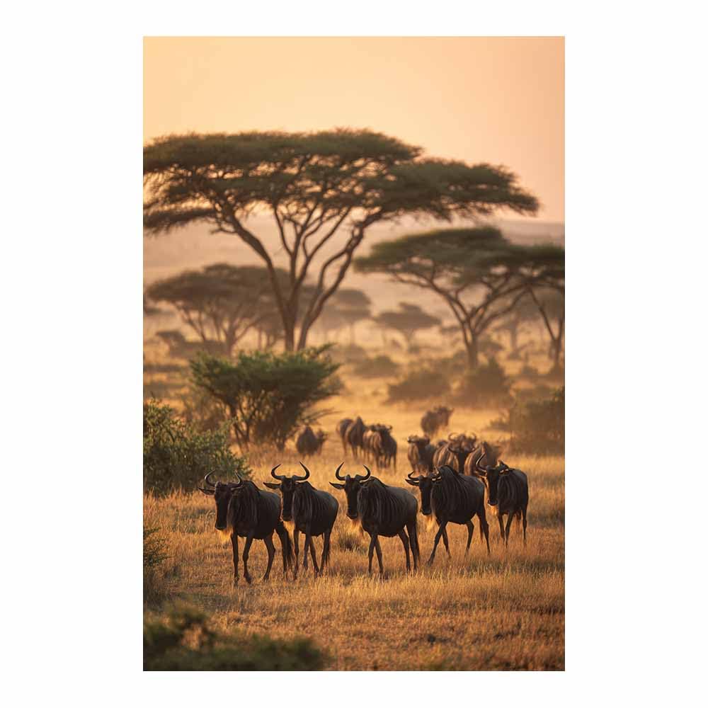 HUYEEI Landscape Wall Art Grassland Cattle Modern Canvas Print On Artwork, Suitable for living room, bedroom, for Kids Room Decoretc.(multicolored)-70x100cm Unframed