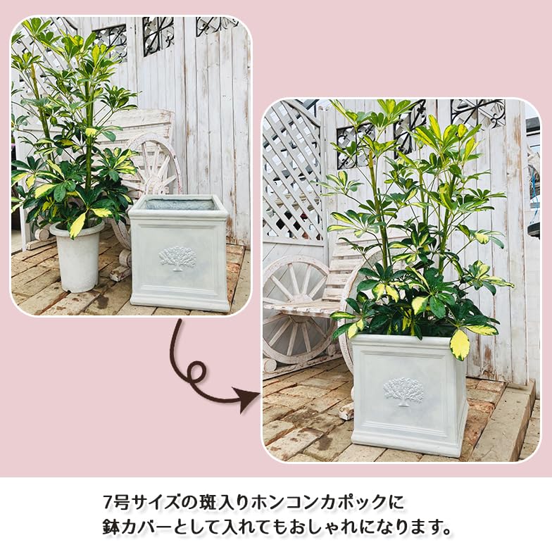 Amazon.co.jp: スクエアポット フォレスト8号 ファイバーセメント鉢
