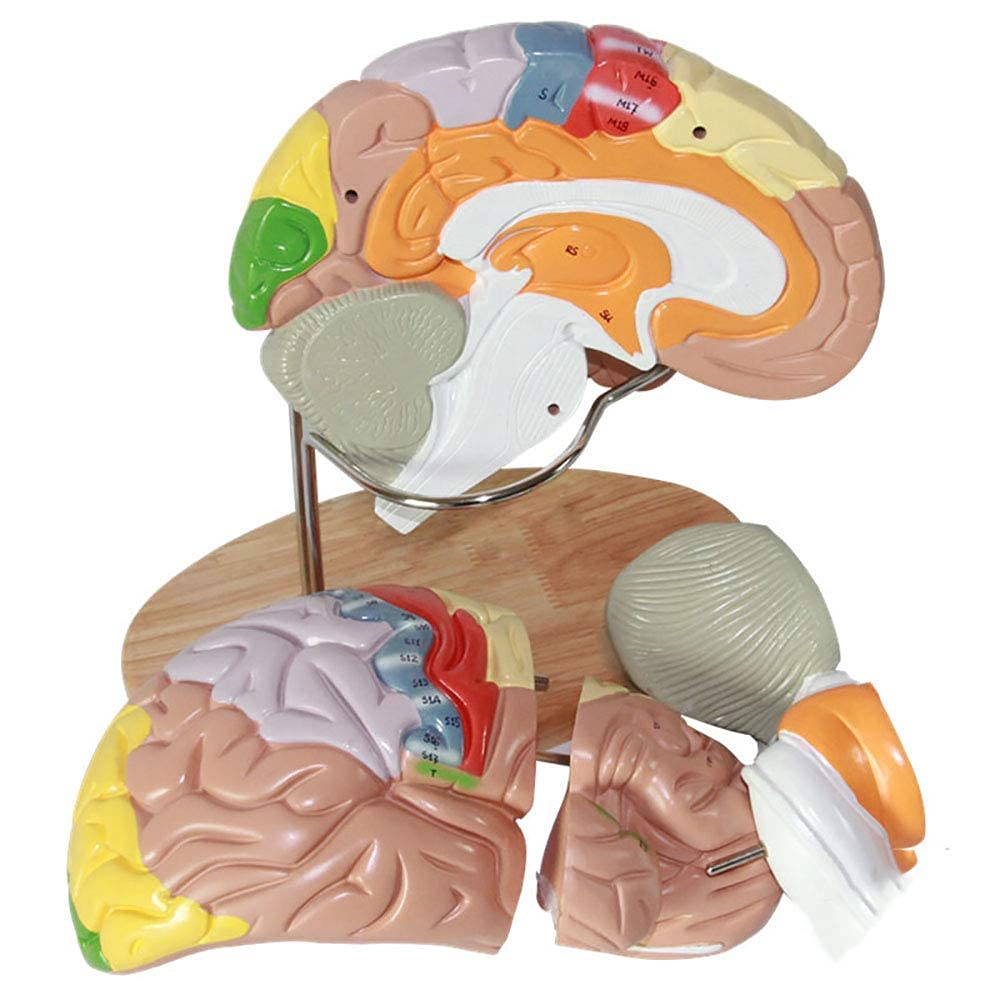 Modello di Cervello Umano con regioni Colorate ed etichettate, Modello anatomico del Cervello Umano, Modello di Struttura di partizione della Funzione cerebrale Dipinta