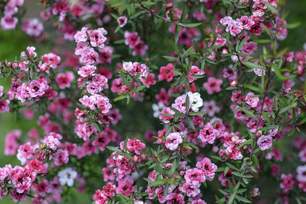 Leptospermum scoparium 30 Seeds, Manuka Tree- Flowering Shrub,