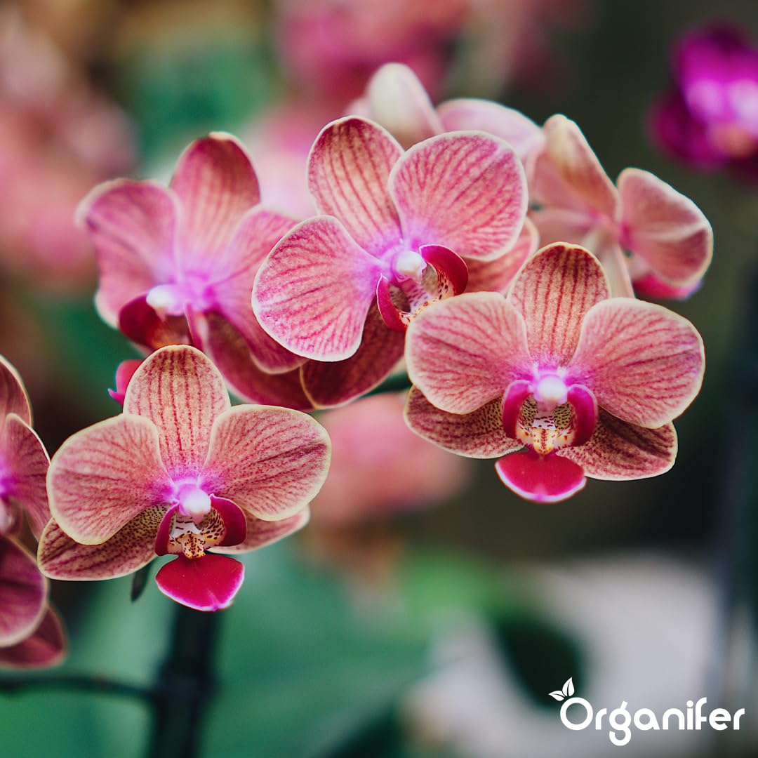 Flüssigdünger Für Orchideen (Phalaenopsis) - 5x1L - NPK 3-4-3