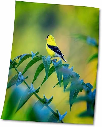 3dRose Yellow and Black Bird Sitting on tren Limb - Towels (twl-341541-2)