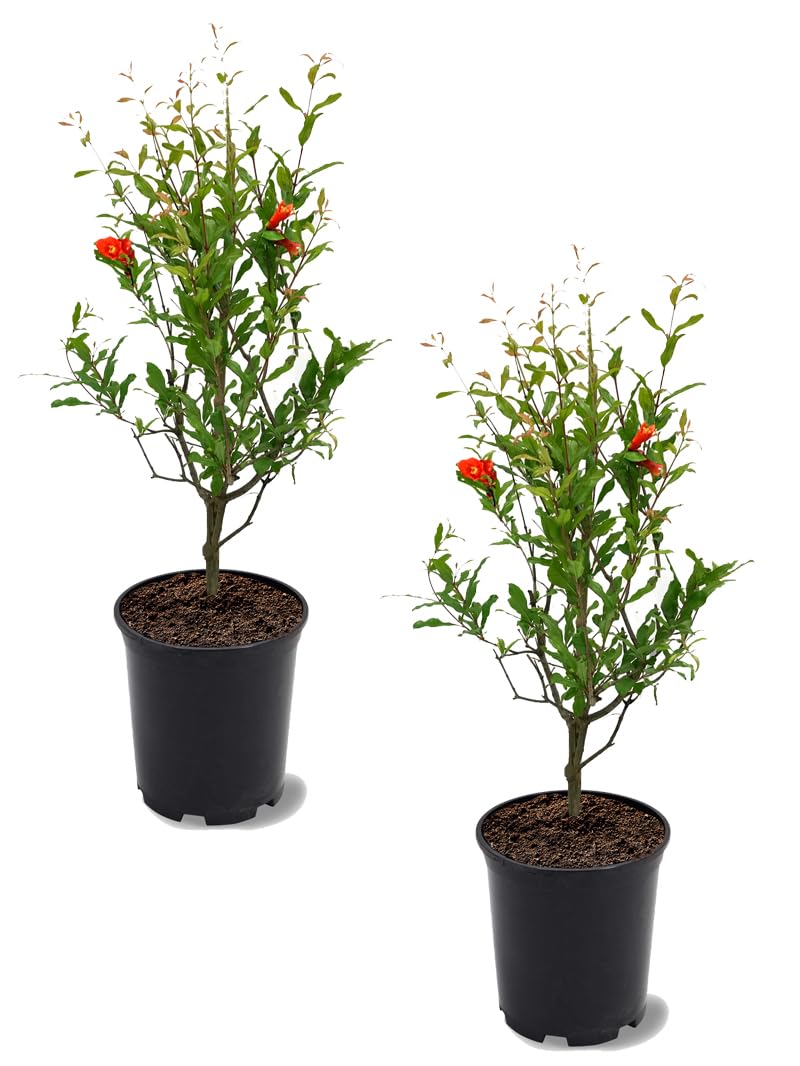 Parfianka Pomegranate Tree, Fruit Bearing, Hardy, 1 gal Nursery Pot, 12-18 in Tree Height (Due to Agricultural Laws, we Cannot Ship to CA, AZ, AK, or HI), 2 Pomegranates