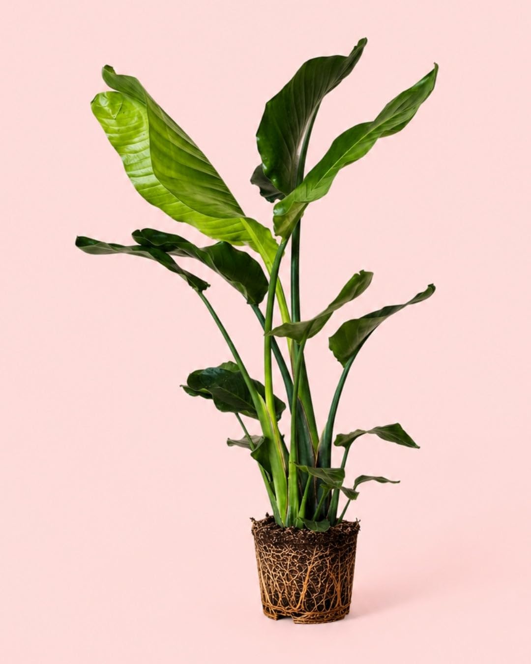 PUR PLANT Strelitzia nicolai | Planta natural tropical apta para interior y exterior | Ave del paraíso blanca de gran porte | Resistente y elegante | Maceta de Ø17-19 cm