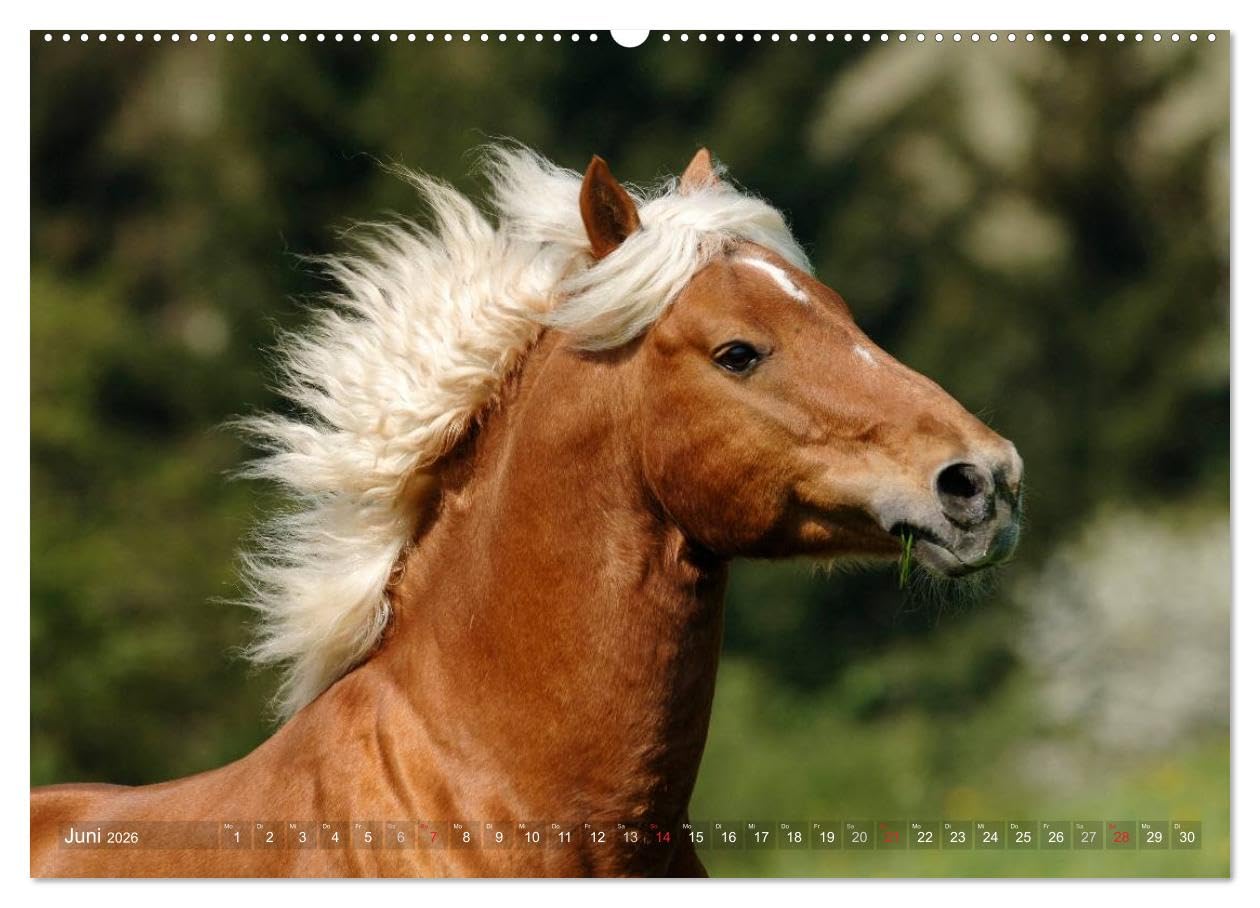 Haflinger Schönheiten (hochwertiger Premium Wandkalender 2026 DIN A2 quer), Kunstdruck in Hochglanz: Mit Haflinger-Pferden durchs Jahr (CALVENDO Tiere)