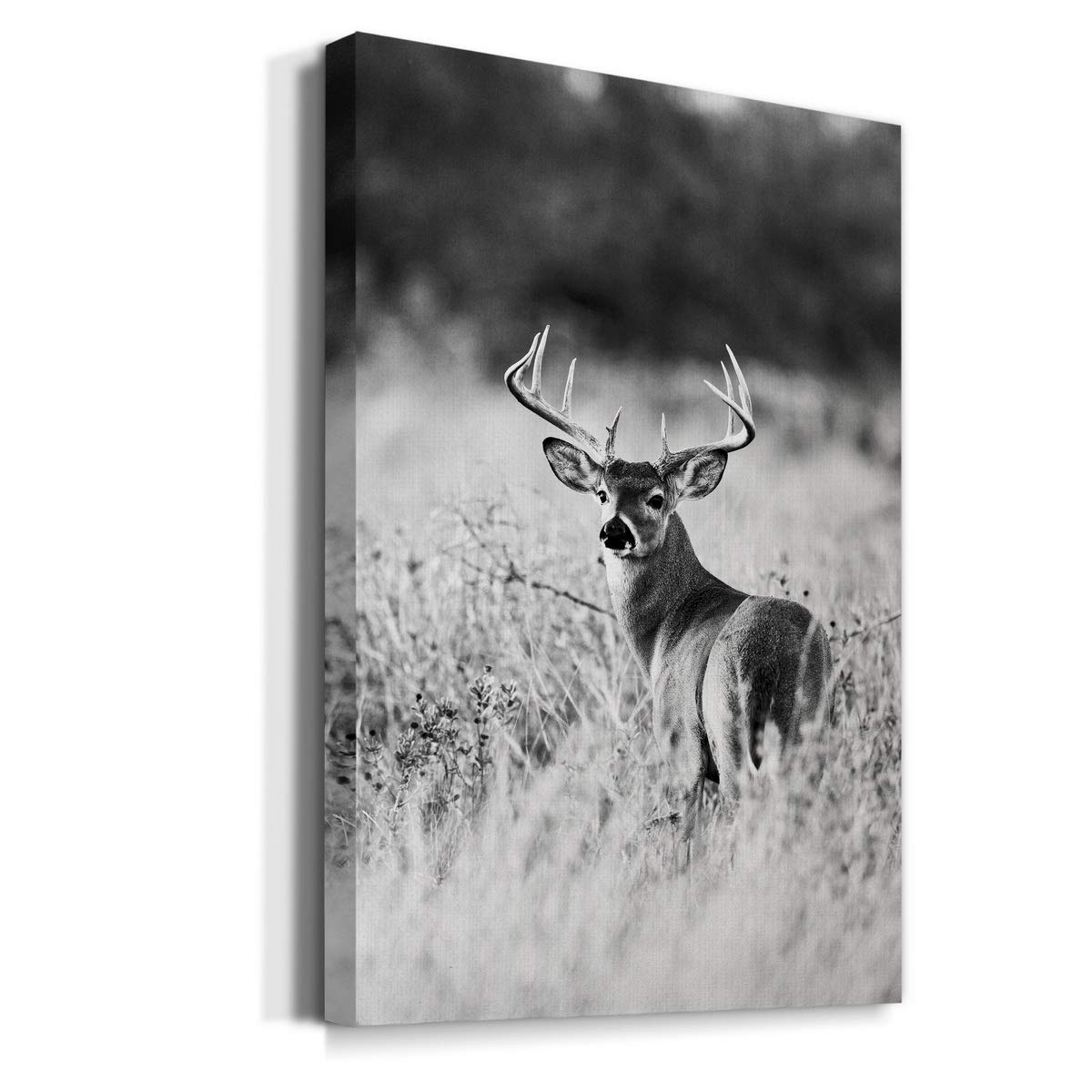 雛鹿圖 Amazon.com: Renditions Gallery Buck in Field Wall Art 黑白鹿