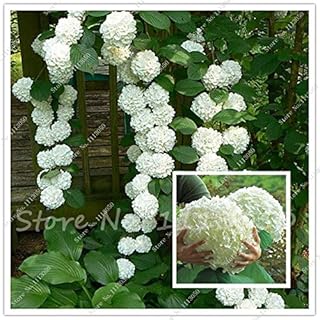 Mixed : 50Pcs/Bag Climbing Hydrangea Seeds Hydrangea Flowers Seed Bonsai Plant Viburnum Home Garden Beautiful Wedding Party Flower Plant