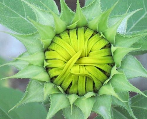 Miniatura 2 de Mezcla de semillas de girasol gigante (más de 200 semillas), variedades de reliquia roja, morada y rosa para un vibrante jardín de mariposas