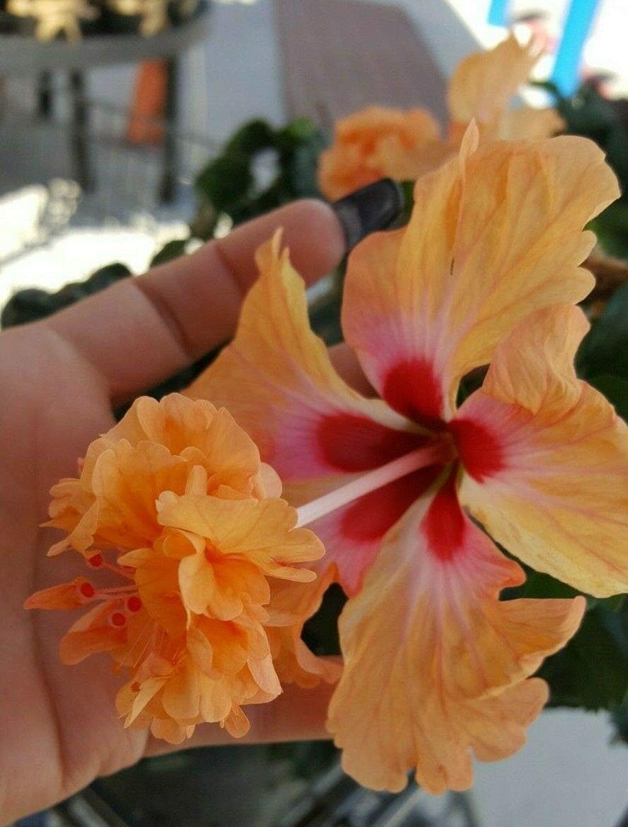 Exotic Orange Lion Tail Hibiscus~Pom Pom Starter Live Plant 5" Tall Plug Size An002