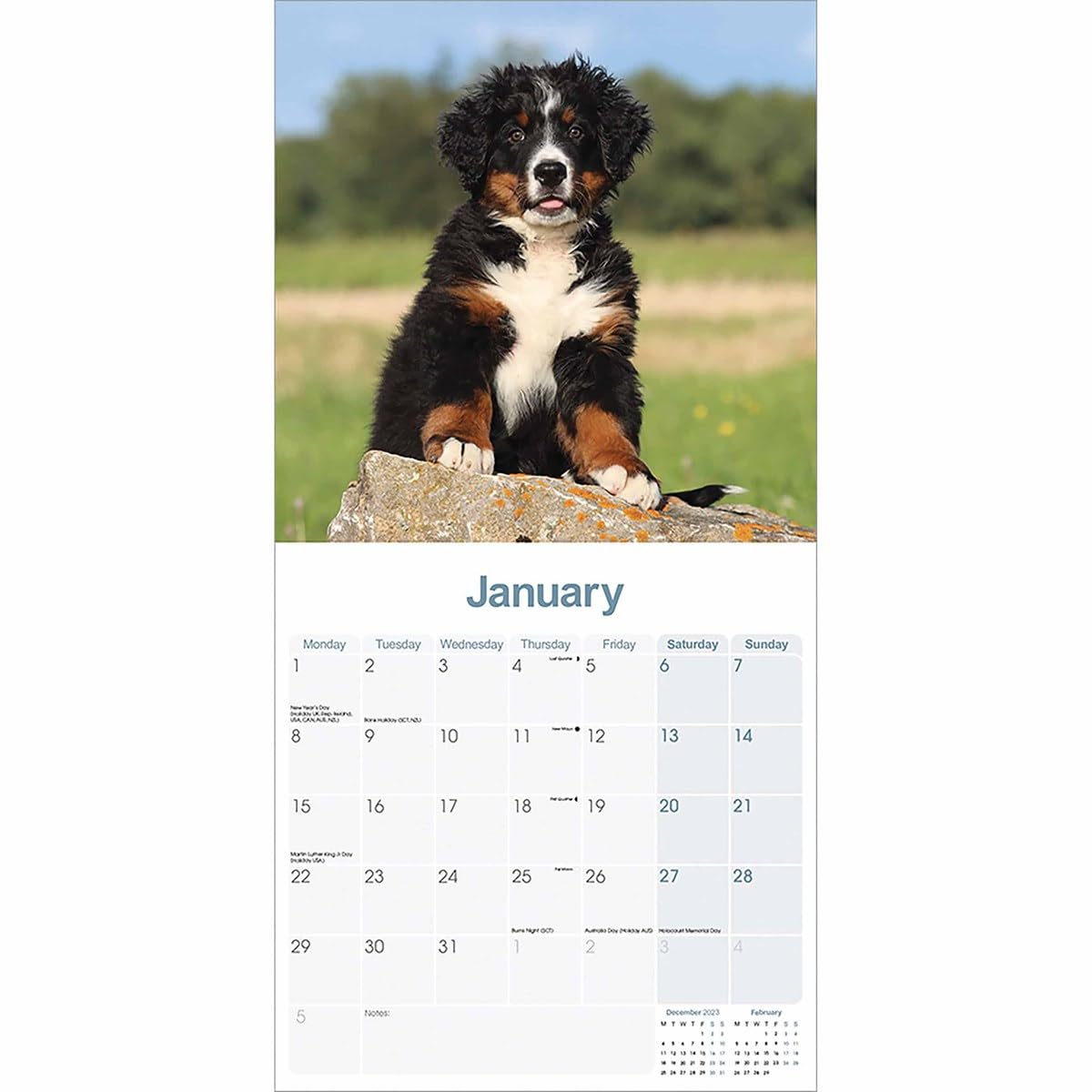 Bernese Mountain Dog Calendar 2024 - Image 3