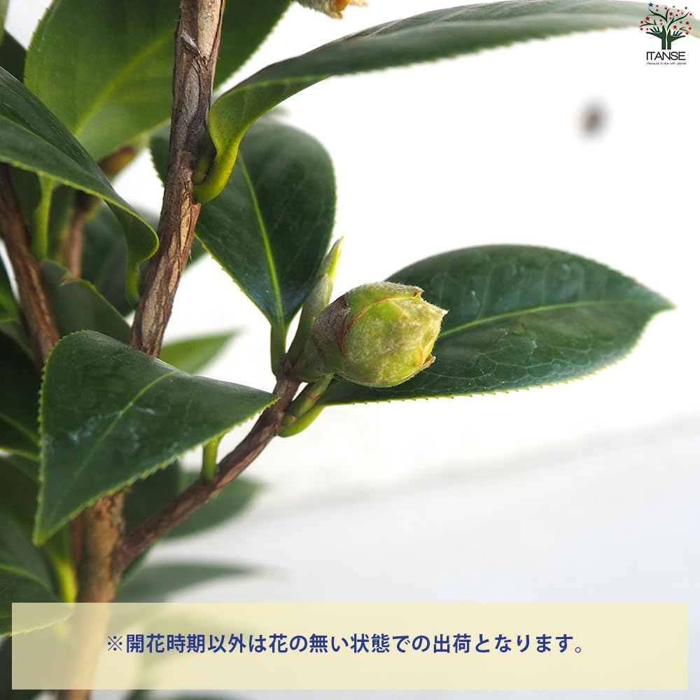 Amazon.co.jp: ITANSE 椿(ツバキ)の苗木 品種：赤いつばさ 4号 1