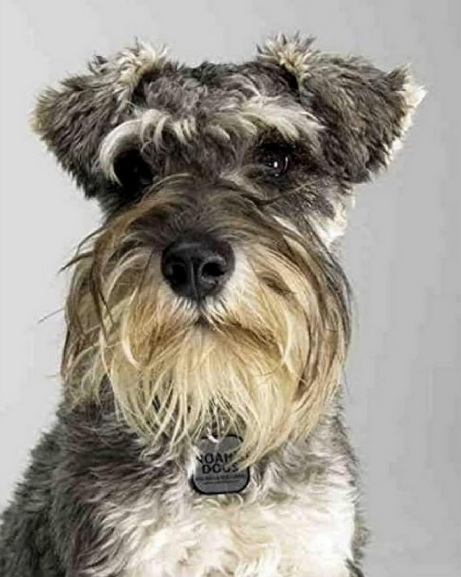 Renqidian Pre Printed Cross Stitch Kits Miniature Schnauzer 11CT Stamped Embroidery Kit DIY Needlework Art for Adults Beginners Home Decor （40x50 cm）