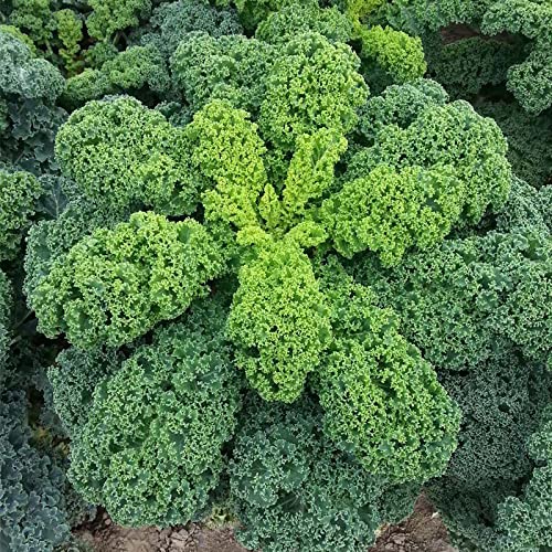 Cemeha Seeds - Kale Bush Dinosaur Giant Cabbage Non Gmo Vegetable For Planting #TOP7