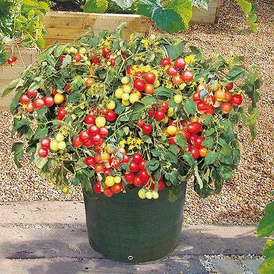 Italian Patio Cherry Tomato Seeds - Vigorous Production Very Sweet (25 - Seeds)