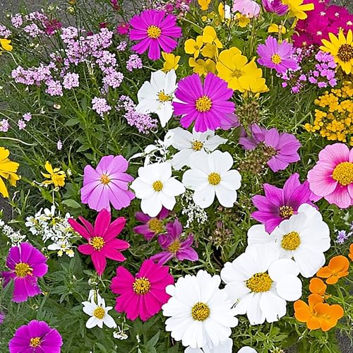 Image of Ferry-Morse Monarch Butterfly Bulk Wildflower Seeds, 159,000+, 1 lb