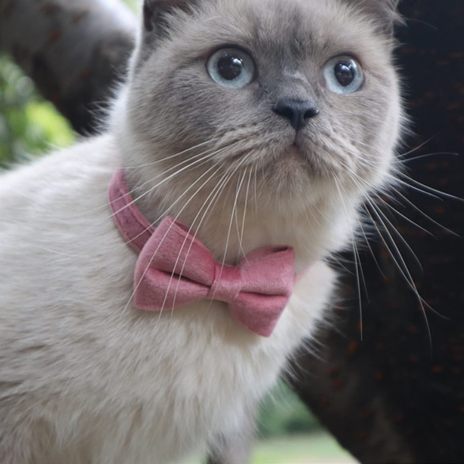 JINGYAN Colliers Collier de Chat Velvet Collier Solide Bowknot Chiot Chihuahua Collier avec Bell Safety Safety Boucle Chats Bow Cravate Animaux Accessoires(Red Bowknot Collar)