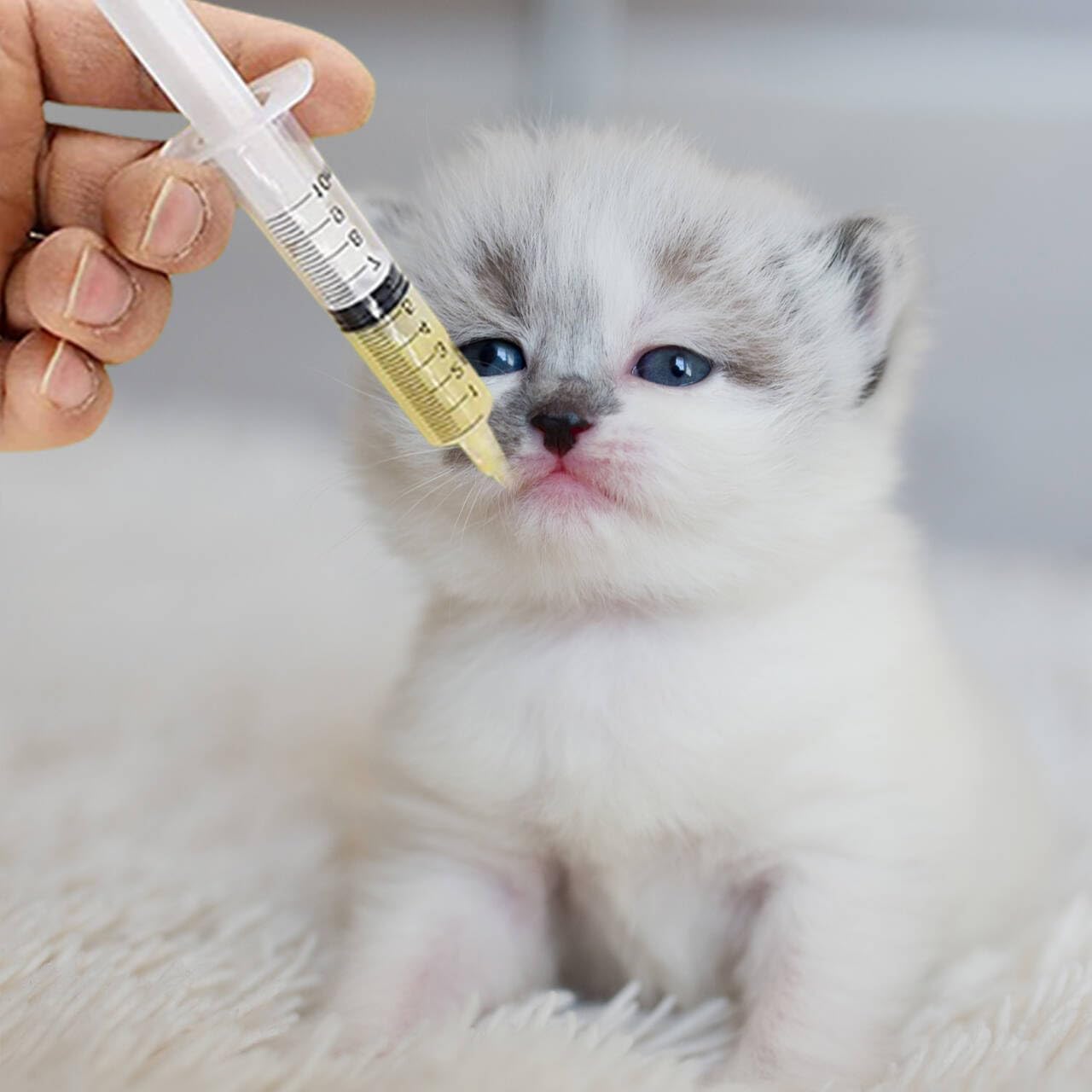Lot de 12 Sondes d'alimentation pour Oisillons 10 ML,Seringues avec Tuyau,Canule Bouton,Seringue pour Nourrir Les Oiseaux,Le Lait, l'eau,Les Médicaments,Les Animaux Domestiques,Facile à Nettoyer