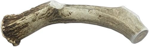 Miniatura 3 de CZ Grain Cuerno de ciervo grande XXL para perros, para masticadores grandes, de grado A de alta calidad, para masticar, de larga duración, para tu