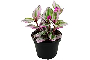 4" Pot Collector's Series Rare Nanouk Pink Wandering Jew Live Plants Indoor