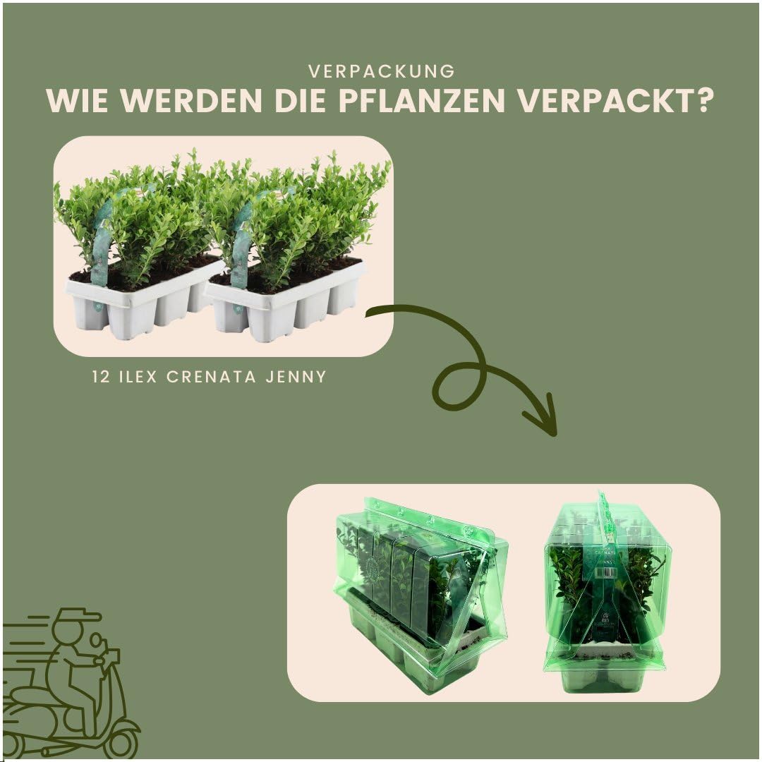 Plants by Frank | 12 Stechpalme Pflanze | Heckenpflanzen Winterhart | 12 x Ø7 cm - 15 cm Ilex Crenata Jenny | Heckenpflanzen | Buchs Ersatz | Buchsbaum Ersatz