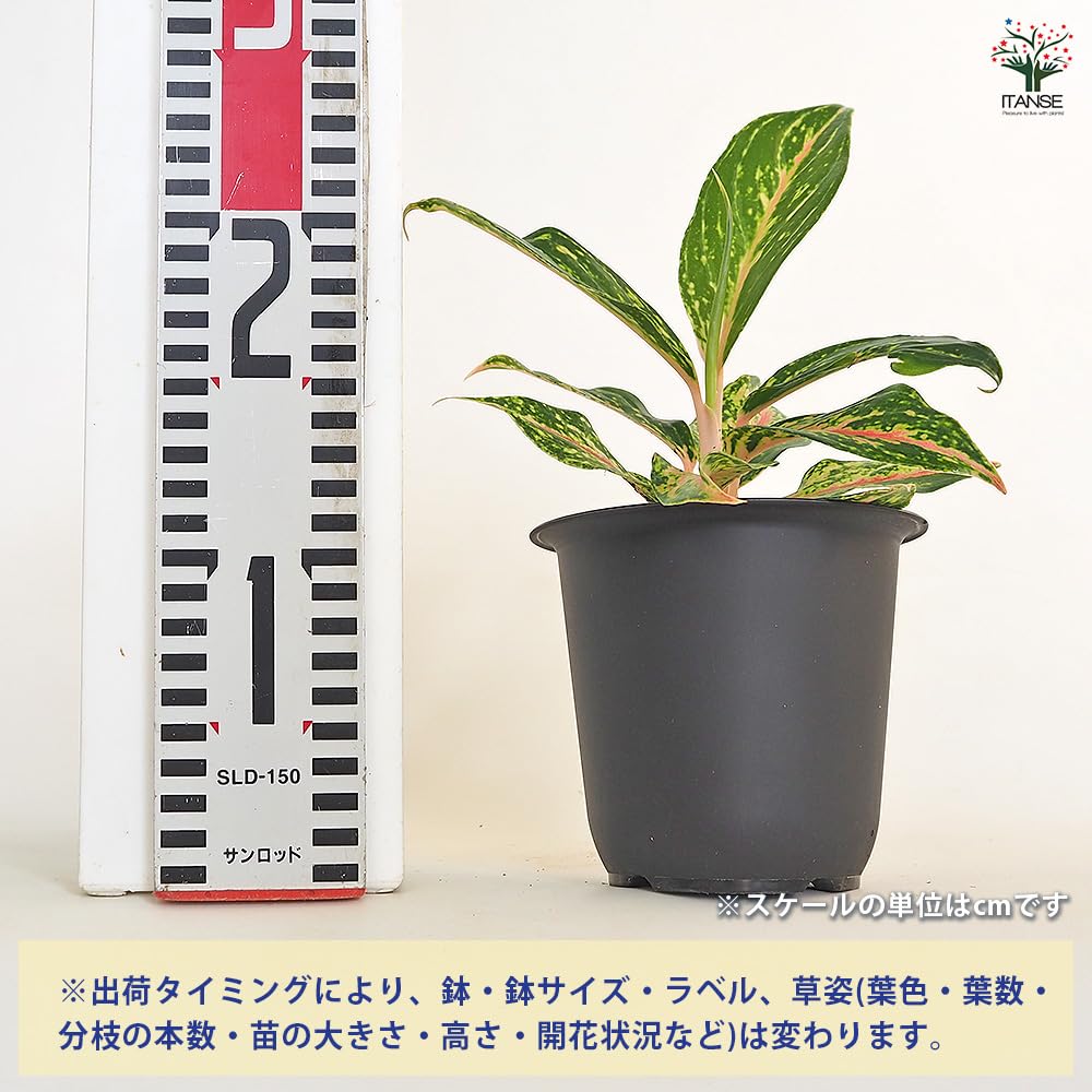 Amazon.co.jp: ITANSE アグラオネマ ピンクバタフライ 斑入り 4
