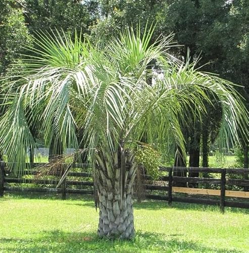 Pindo Palm, Jelly Palm, Cocos Australis, Butia capitata, Tropical Plant, Live Plant, Outdoor Tree, Exotic Plant, Low Maintenance Garden Plant (6in Pot, 20-24in)