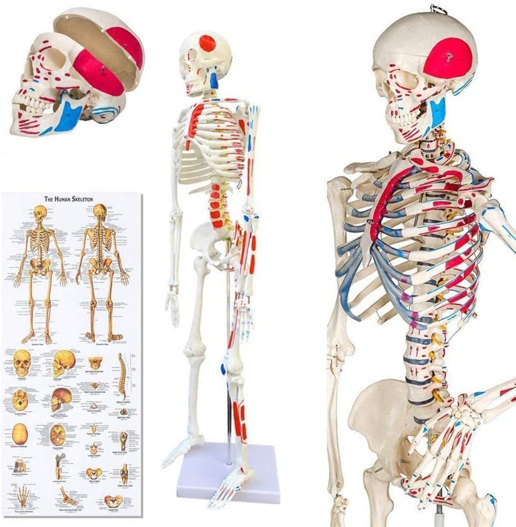 Professionelles weißes Skeleton-Skeleton-Modell anatomischer Skeleton 85cm Höhe, für medizinische Ausbildung, Krankenhauskliniken PVC-Material