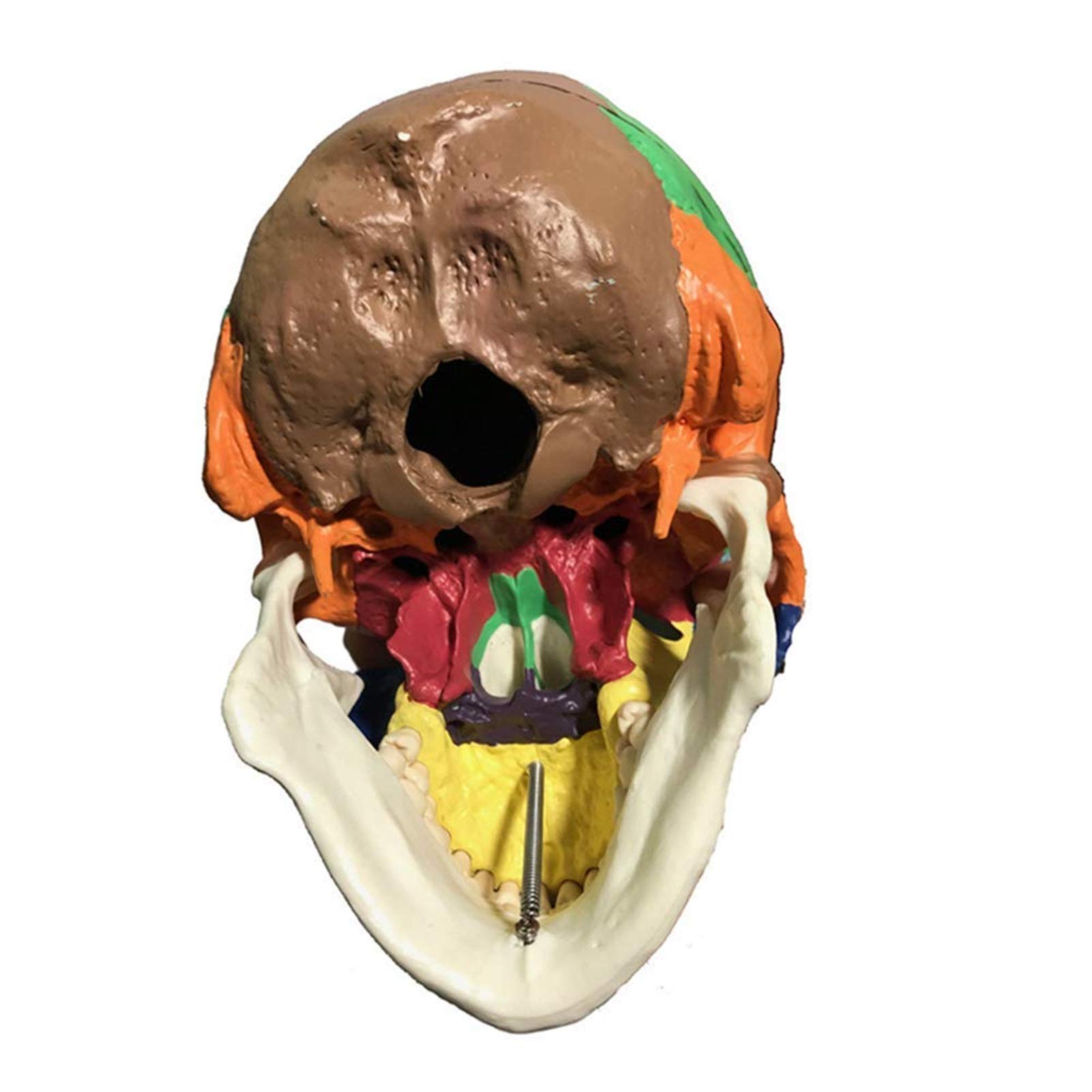 Anatomiczny model czaszki - Kolorowy tryb ludzkiej czaszki - Materiał żywiczny Anatomia człowieka Model czaszki Anatomiczny medyczny nauczanie Szkielet głowa - do medycznego szkolenia edukacyjnego