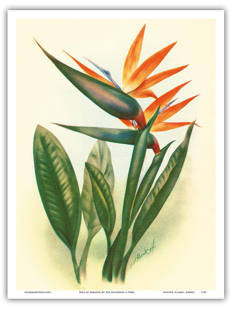 Amazon.com: Hawaiian Bird of Paradise - Vintage Hawaiian