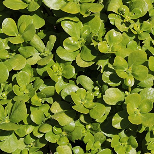 Outsidepride Portulaca Oleracea Sativa Purslane Succulent Herb Garden Plant With Sweet-Sour, Juice Leaves - 5000 Seeds #TOP1