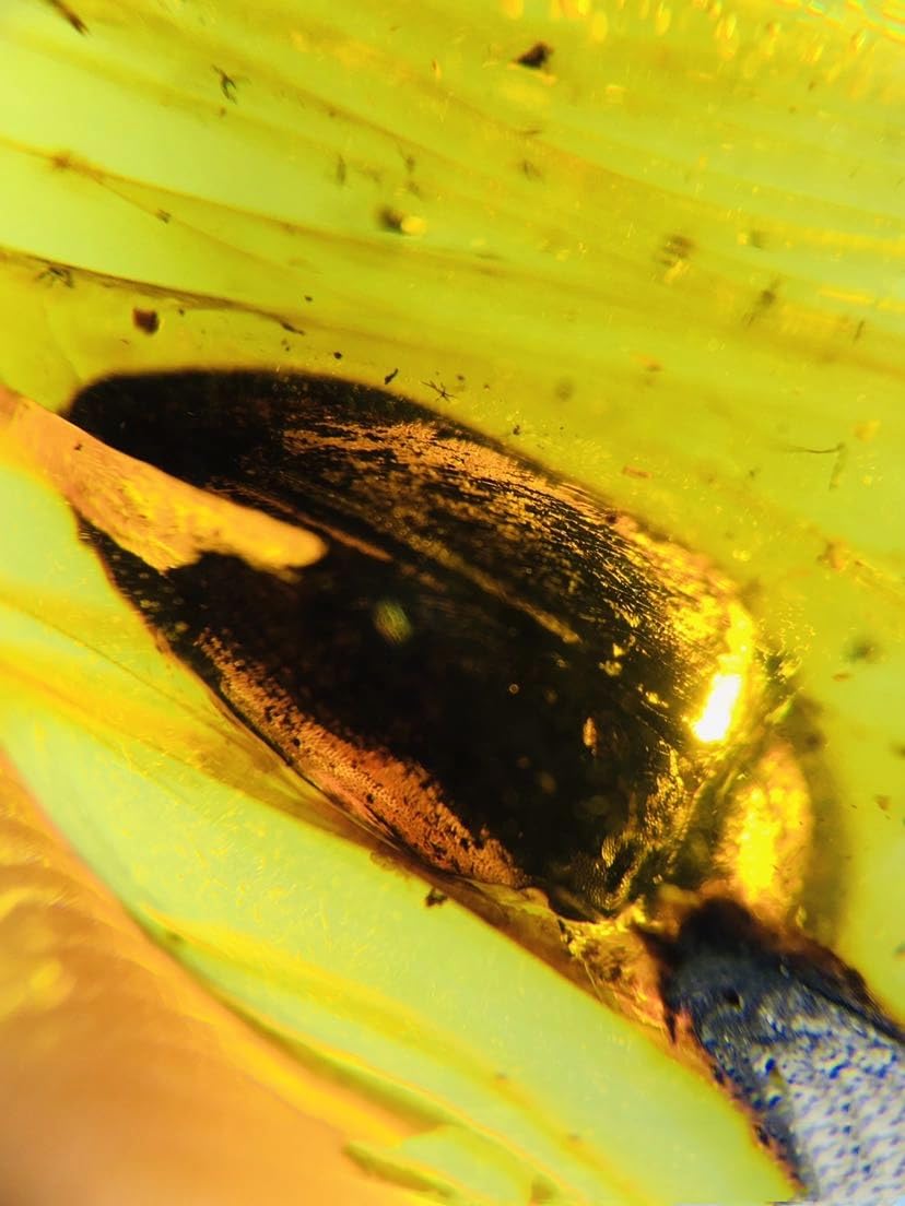 Burmese burmite Cretaceous Spiders Insect Fossil Amber Myanmar