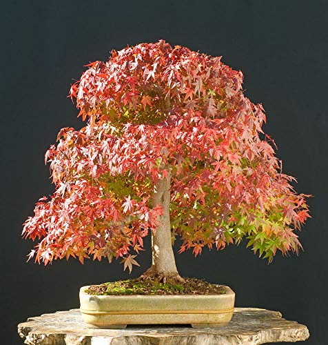 Image of M-Tech Gardens Rare Maple inch Red Green Maple inch Exotic 10 Tree Seeds for Growing