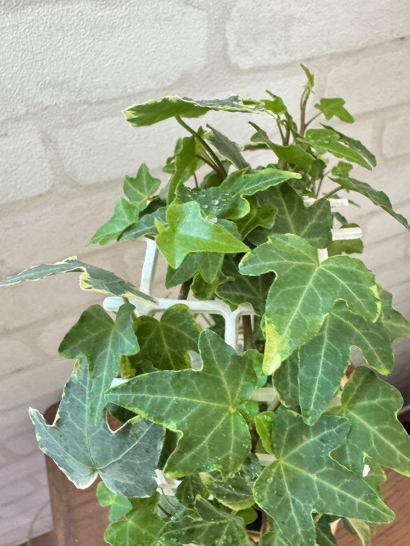 The Thing with Two Heads レアグルーヴ サンプリング サンプリング