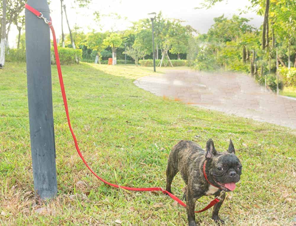 Video's over Wat is Hond Leash, 6 FT Dubbelzijdig Reflecterend, Gevoerde Handgreep Nylon Zware Duurzame Leashes voor Middelgrote & Grote Honden Wandelen