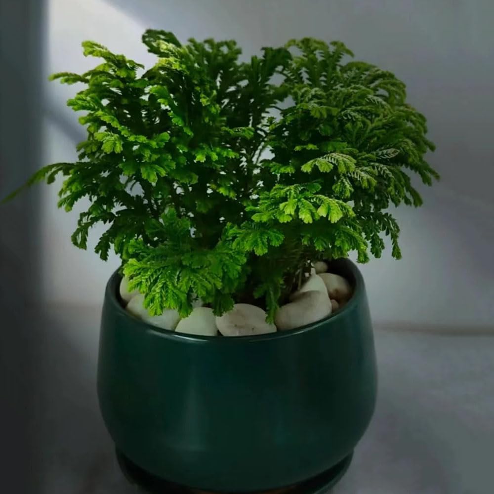 4 pcs rose von jericho kaufen zwiebeln dekoration wohnzimmer plantura  pflanzen fr balkonksten winterhart Hydrokultur - Selaginella tamariscina  - hochbeett gartenpflanzen zwiebel : Amazon.de: Garten