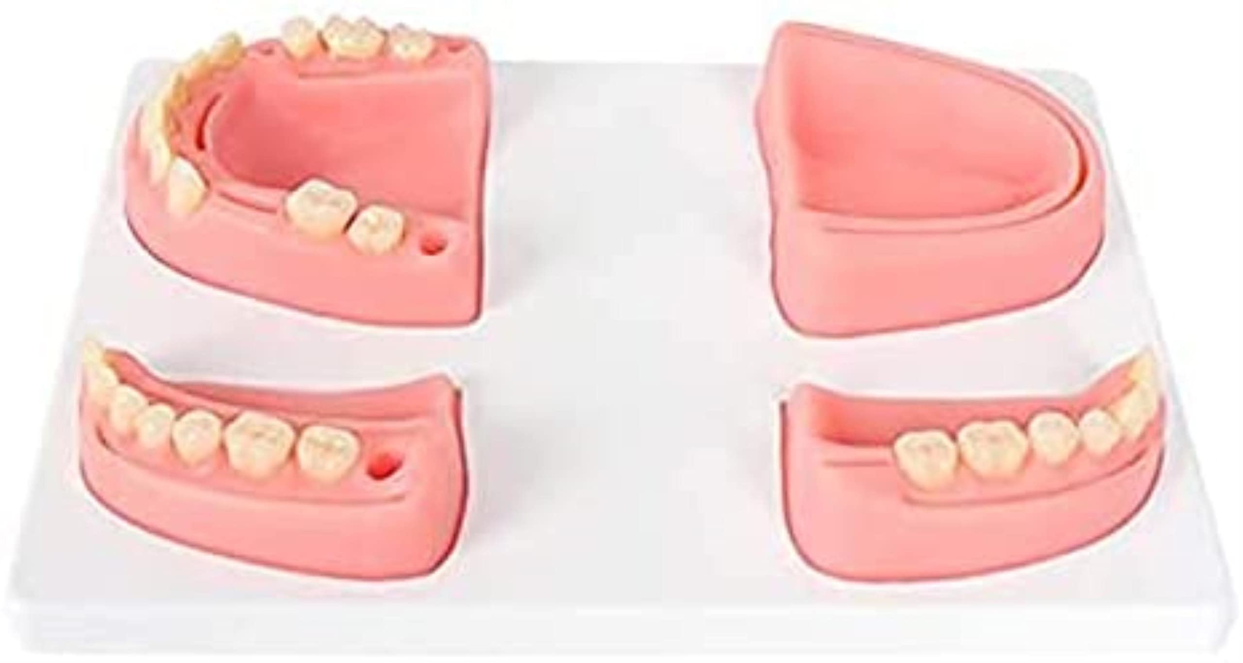 Buy Oral Suture Training Model, Periodontal Suture Practice Model