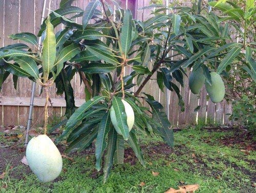 Creative Farmer Live Plant Mango Priyoor King of Fruits Evergreen Tree for Balcony Garden Plant(1 Healthy Live Plant) (B07SSFH2X2) Amazon Price History, Amazon Price Tracker