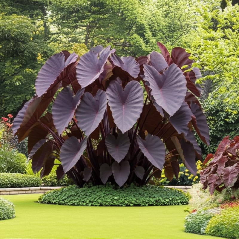 2 Random Colocasia Live Plants, Alocasia Elephant Ear Live Plant for Growing, 4-6" Tall, Cold Hardy, Indoor Outdoor Planting