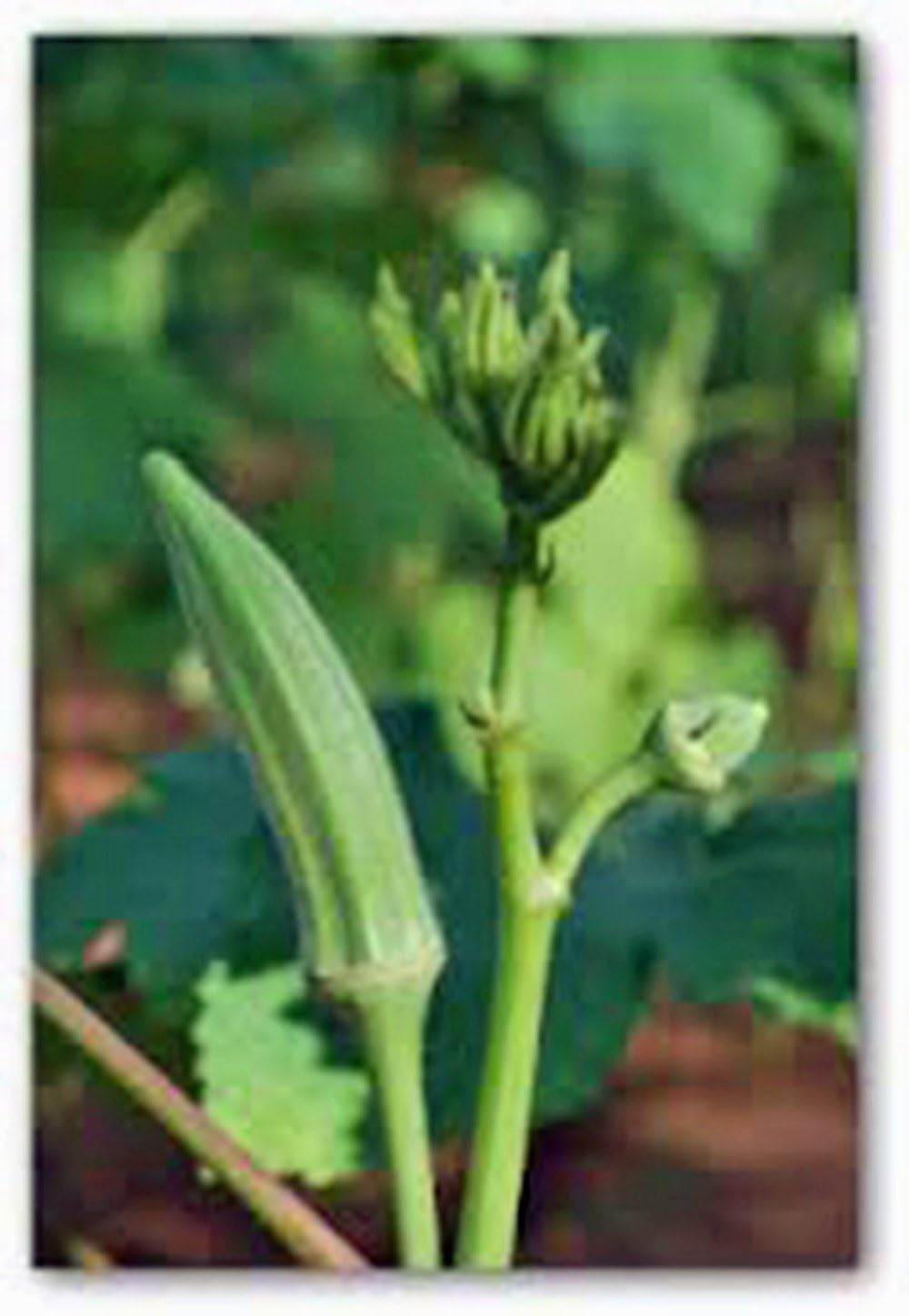 Okra Seed, Perkins Long Pod, Heirloom, Non GMO, 25+ Seeds, Okra Seeds