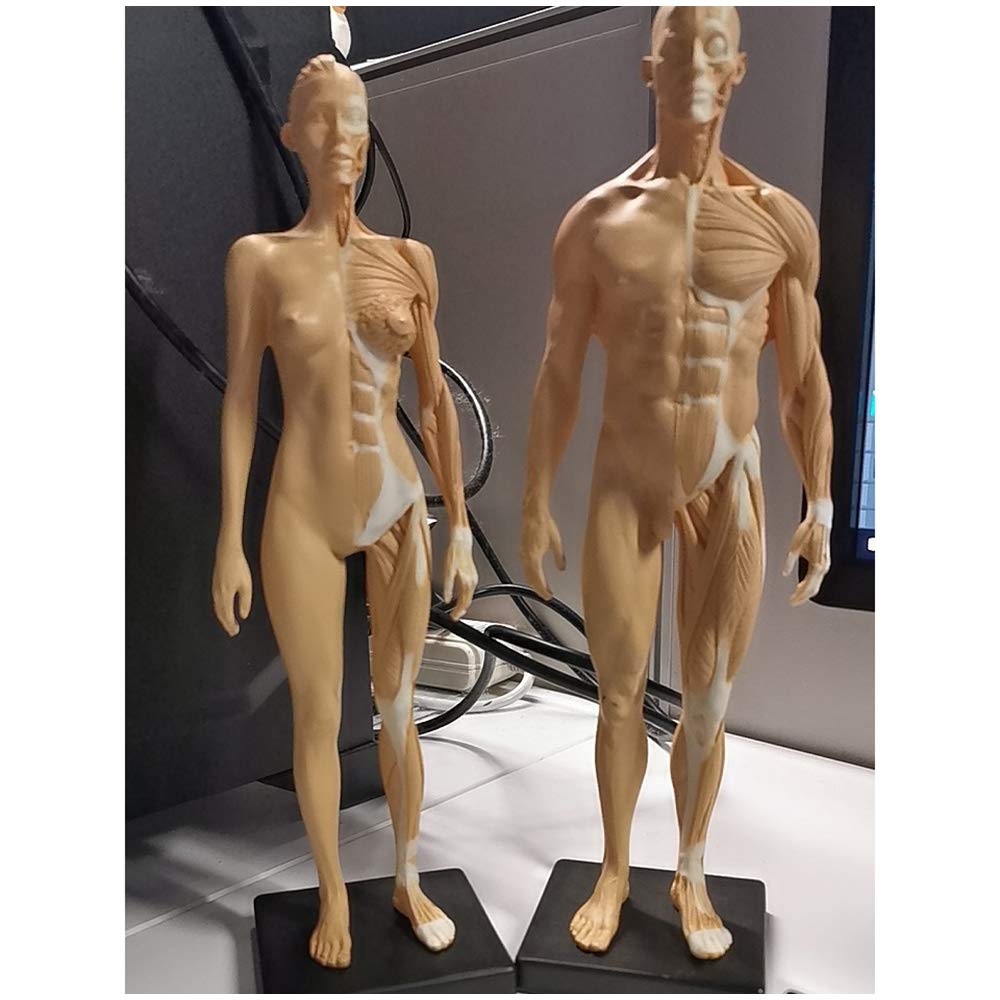 Sjdopulse Women's A & Male Natomy Figure Painting Model, 11 Inch Human Musculoskeletal Natomy Model Resin Crafts, Human Body Muscle Nd Skeleton Natomical Model, For Reference For Rtists (A)