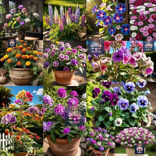 Image of Low Maintenance Hybrid Flower Seeds Combo Pack- All Year Flower Seeds Supply (40 VARIETY ALL YEAR PLANTING)