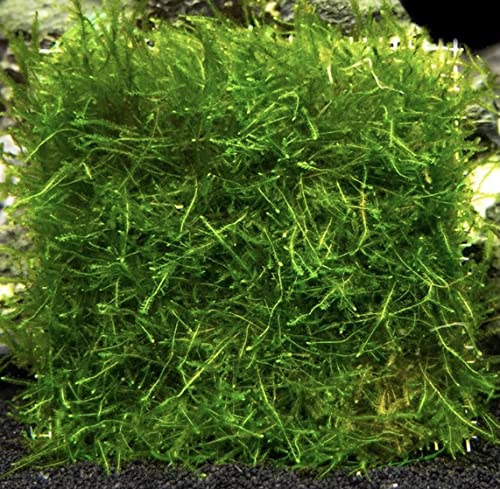 Fertilizers -Java Moss for Aquarium use as Aquatic Plant and Aquarium Plants for Freshwater Aquarium and Aquatic Plants